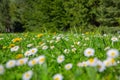 Selective focus shot of the white Daisy flowers blooming in the field Royalty Free Stock Photo