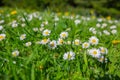 Selective focus shot of the white Daisy flowers blooming in the field Royalty Free Stock Photo