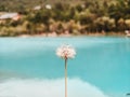 Selective focus shot of a white dandelion on a lake background