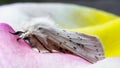 Selective focus shot of a white ermine on rose petals Royalty Free Stock Photo