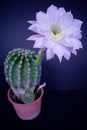 Selective focus shot of a white flower on a cactus on a blue background Royalty Free Stock Photo
