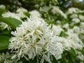 Selective focus shot of the white flowers of a Chinese fringe tree