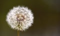 Selective focus shot of a white fluffball dandelion Royalty Free Stock Photo
