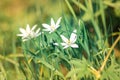 Selective focus shot of white Garden star-of-bethlehem flowers in the meadow Royalty Free Stock Photo