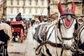 Selective focus shot of white horses in the streets of Vienna, Austria Royalty Free Stock Photo
