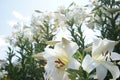 Selective focus shot of white lilies in the garden under a blue sky on a sunny day Royalty Free Stock Photo