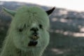Selective focus shot of a white llama head