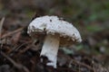 Selective focus shot of a white mushroom on a pine thornies ground in a forest