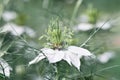 Selective focus shot of a white nigella flower Royalty Free Stock Photo