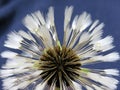 Selective focus shot of the white petals of a dandelion on a blue background Royalty Free Stock Photo