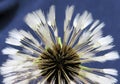 Selective focus shot of the white petals of a dandelion on a blue background Royalty Free Stock Photo