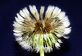 Selective focus shot of the white petals of a dandelion on a blue background