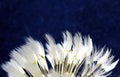 Selective focus shot of the white petals of a dandelion on a blue background