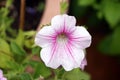 Selective focus shot of white Petunia axillaris flower