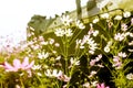 Selective focus shot of white and pink garden cosmos flowers Royalty Free Stock Photo