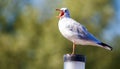 Selective focus shot of a white squawking seagull on a pole Royalty Free Stock Photo