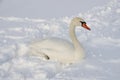 Selective focus shot of a white swan in the snow Royalty Free Stock Photo