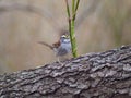 Selective focus shot of a White-throated Sparrow perched on a trunk of a fallen tree Royalty Free Stock Photo