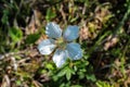 Selective focus shot of white wood anemone flowers, as a first sign of spring in the forest