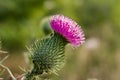 Selective focus shot of a wild Scottish thistle flower on a blurred background