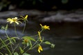 Selective focus shot of wild yellow flowers during summer along the Casselman River