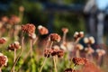 Selective focus shot of wildflowers in the Cleveland National Forest with blurred background Royalty Free Stock Photo