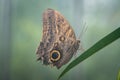Selective focus shot of a wing of an owl butterfly Royalty Free Stock Photo
