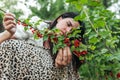 Selective focus shot of a woman picking redcurrant in garden