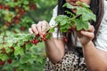 Selective focus shot of a woman picking redcurrant in garden