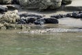 Selective focus shot of a wonderful American alligator swimming in the river