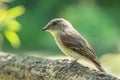 Selective focus shot of a woodpecker finch sitting on a branch Royalty Free Stock Photo