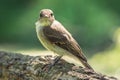 Selective focus shot of a woodpecker finch sitting on a branch Royalty Free Stock Photo