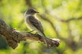 Selective focus shot of a woodpecker finch sitting on a branch Royalty Free Stock Photo