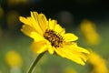 Selective focus shot of a yellow African daisy flower with a blurred background Royalty Free Stock Photo