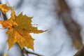 Selective focus shot of yellow autumn leaves on a tree with a blurred background Royalty Free Stock Photo