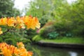 Selective focus shot of yellow azalea flowers in Halifax public garden on a sunny summer day Royalty Free Stock Photo