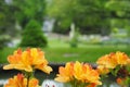 Selective focus shot of yellow azalea flowers in Halifax public garden on a sunny summer day Royalty Free Stock Photo