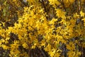 Selective focus shot yellow blossoms of forsythia  plant in the garden Royalty Free Stock Photo