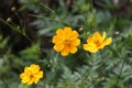 Selective focus shot of yellow cosmeya flowers Royalty Free Stock Photo