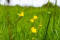 Selective focus shot of yellow creeping buttercup flowers growing among the green grass Royalty Free Stock Photo