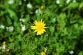 Selective focus shot of a yellow crown daisy flower, Royalty Free Stock Photo