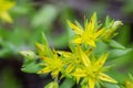 Selective focus shot of yellow Goldmoss stonecrop