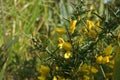 Selective focus shot of yellow gorse flowers with hard spikes Royalty Free Stock Photo