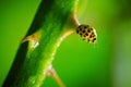 Selective focus shot of a yellow ladybug on the thorn of a plant Royalty Free Stock Photo