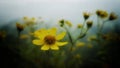 Selective focus shot of a yellow Leucanthemum vulgare flower growing in the middle of a garden