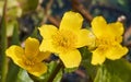 Selective focus shot of yellow marsh marigold blossoms Royalty Free Stock Photo