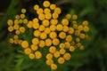 Selective focus shot of yellow Tansy plants with green blur background