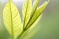 Selective focus shot of young ash tree leaves with a blurred background Royalty Free Stock Photo