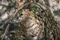 Selective focus shot of young serval in nature