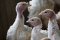 Selective focus shot of young turkeys in a poultry company